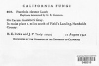Puccinia cicutae image